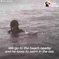 duck GIF by The Dodo