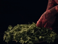 music video girl with basket of fruit GIF by Polyvinyl Records