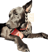 Dogs Puppy Sticker by Vitalsaludkids