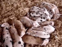madmoizelledotcom  GIF
