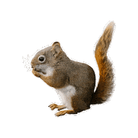 Wood Holly Sticker by Studiocanal Germany
