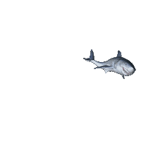 Ocean Shark Sticker by Diamond Films Latam