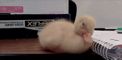 Video gif. Adorable duckling begins to fall asleep on a spiraled notebook, starting to lean off of the edge of the desk. Luckily, it catches itself and opens its eyes.