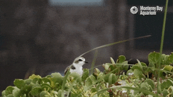 snowy plover beach GIF by Monterey Bay Aquarium