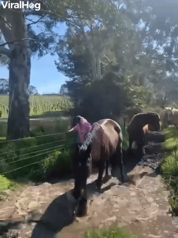 Horse Gives Owner a Mud Bath