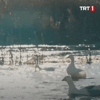 Ben Kalk Gidelim GIF by TRT