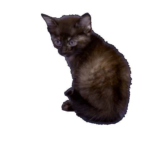 Cat Netflix Sticker by BuzzFeed