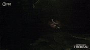 Simplify Henry David Thoreau GIF by PBS