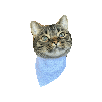 Melon Sticker by Geekster Pets