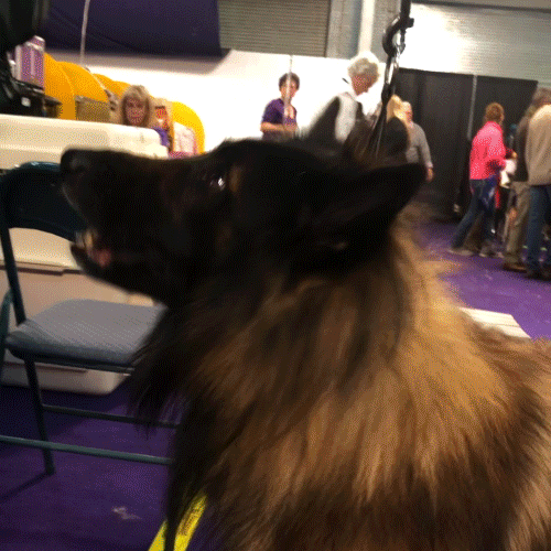 Dog GIF by Westminster Kennel Club