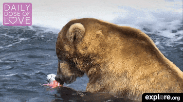 baby animal love GIF by explore.org