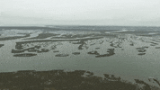 south carolina GIF