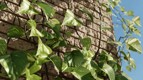 bagaxyz giphyupload GIF