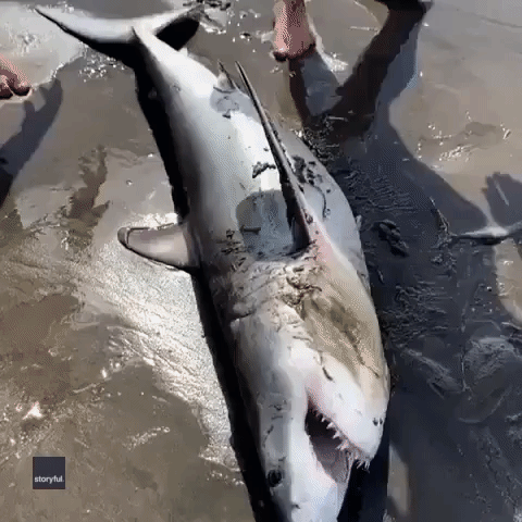 Shark Tangled in Fishing Wire Rescued on New Zealand Beach