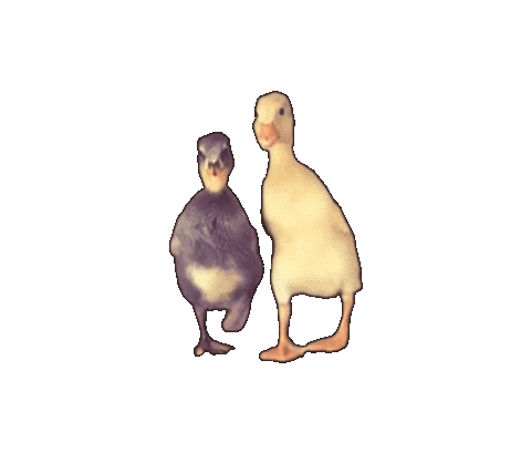 Friends Sticker Sticker