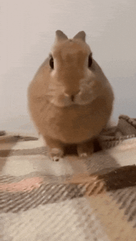 Angry Bunny GIF
