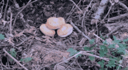 Blair Witch Pizza GIF by Speedy Ortiz