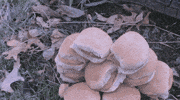 Blair Witch Pizza GIF by Speedy Ortiz