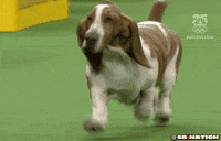 dog GIF by SB Nation