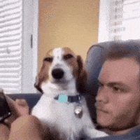 Dog Smirk GIF