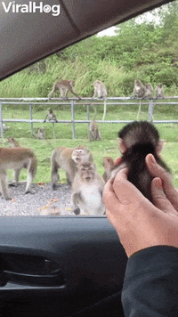 Wild Monkeys Meet Adopted Infant GIF by ViralHog