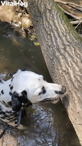 Dalmatian Goes For A Dip GIF by ViralHog