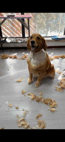 cuteanimalland giphyupload GIF