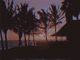 Palm Trees Water GIF by vhspositive