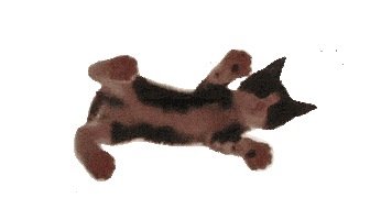cat STICKER