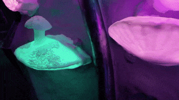 meowwolf mushrooms meow wolf meowwolf meow wolf santa fe GIF