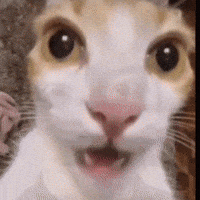 Jackytwt GIF