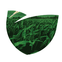 Sementes Agroceres Sticker by Agro Bayer
