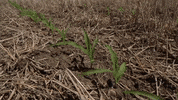 channelseed agriculture corn farmer farming GIF