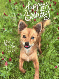 Happy Birthday GIF by Breathing Room