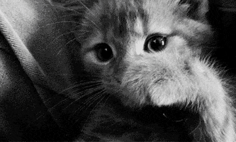 black and white cats are cool GIF