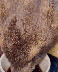 Rock Hyrax Drinking GIF