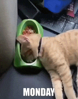 lemmyx giphyupload cat GIF