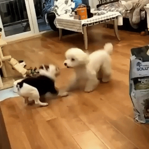 GIF by hamlet