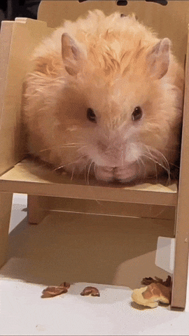 cuteanimalland giphyupload GIF