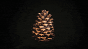 Biology Pbs Ds GIF by PBS Digital Studios