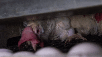oikeuttaelaimille chicken egg eggs finland GIF