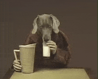 William Wegman Dog GIF by Jason Clarke