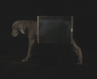 X-Ray Dog GIF by Jason Clarke