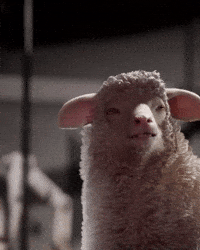 Sheep Molly GIF by 11 bit studios