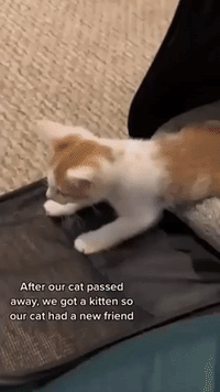Cat and Kitten's Blossoming Friendship Is Sweetest Thing You'll See Today
