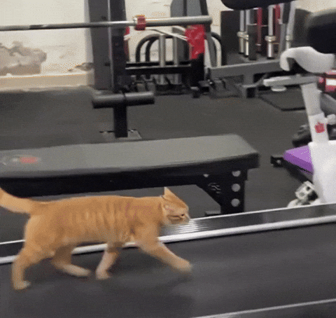 58d4b6a0e8004dd6a499524384e88c9f giphyupload GIF