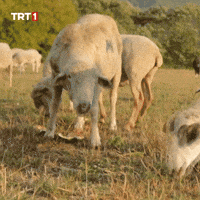 Lie Ok GIF by TRT