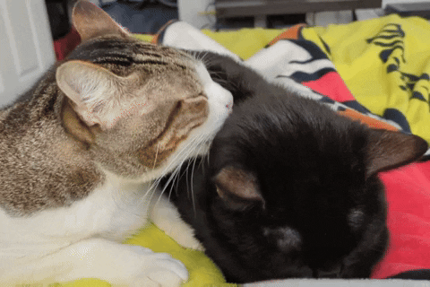 Cats Licking GIF