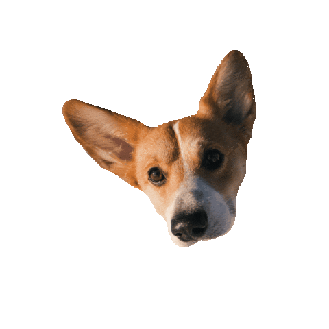 Dog Corgi Sticker by Rokua Health & Spa