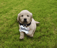 TechPixies  GIF